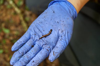 a red salamander on a gloved hand