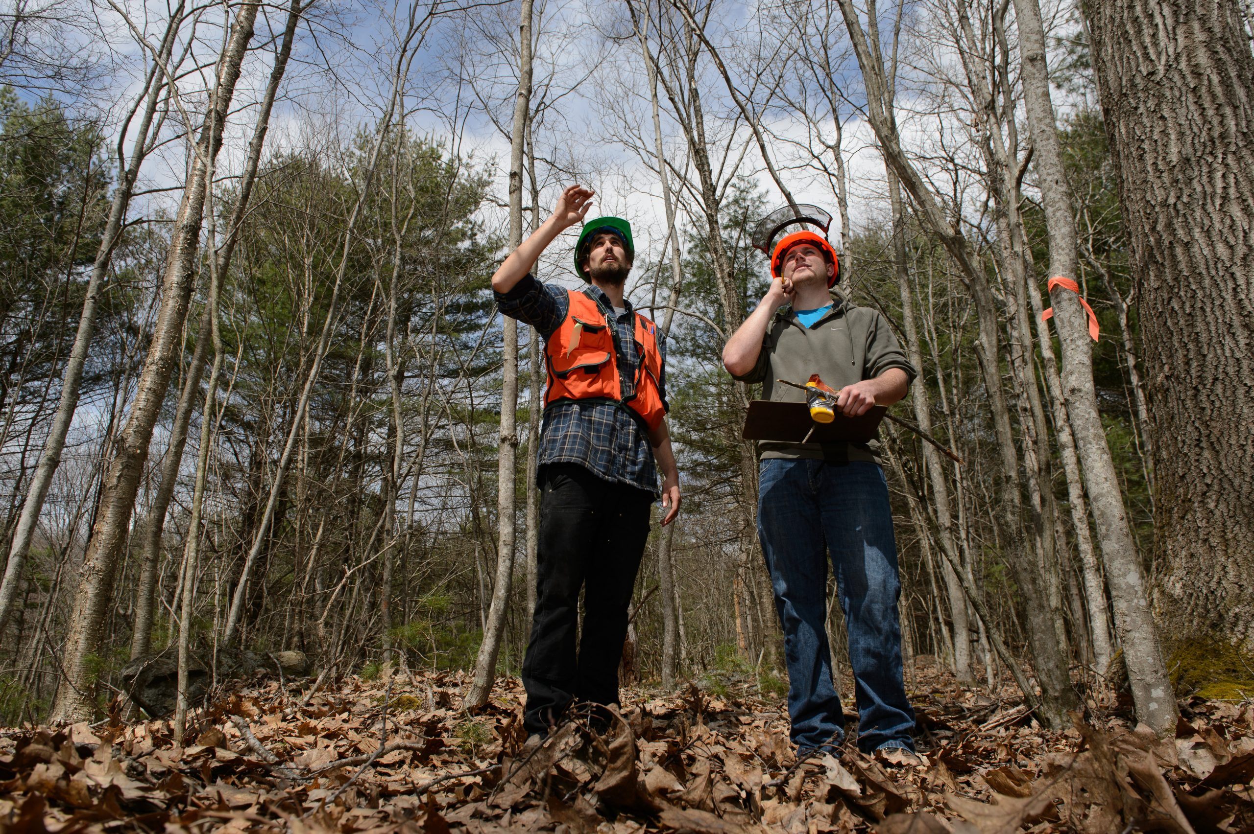 Two men in hard hats looking at forest.