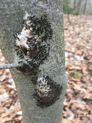 gypsy moth caterpillars on a tree