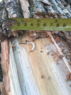 measuring damage on a tree with tape measure