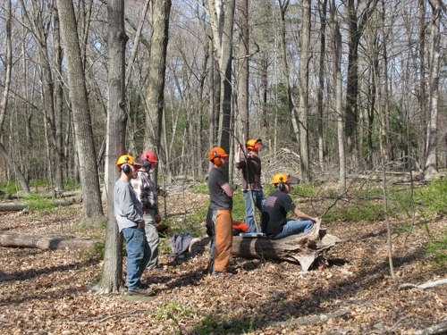 UConn forestry students with helmets and ear protection watching a tree felling demonstration