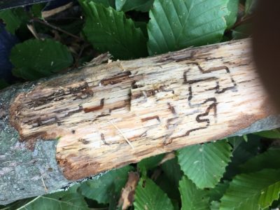 Damage on a red oak limb caused by two-lined chestnut borer, 08/2018