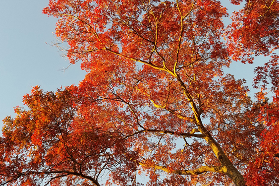 tree in fall 