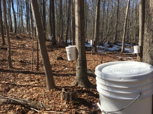 maple syrup buckets on trees in woods