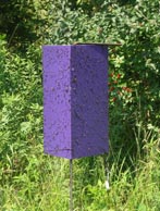 purple emerald ash borer trap