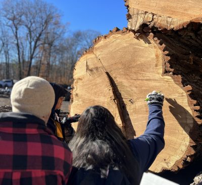 Examining log.