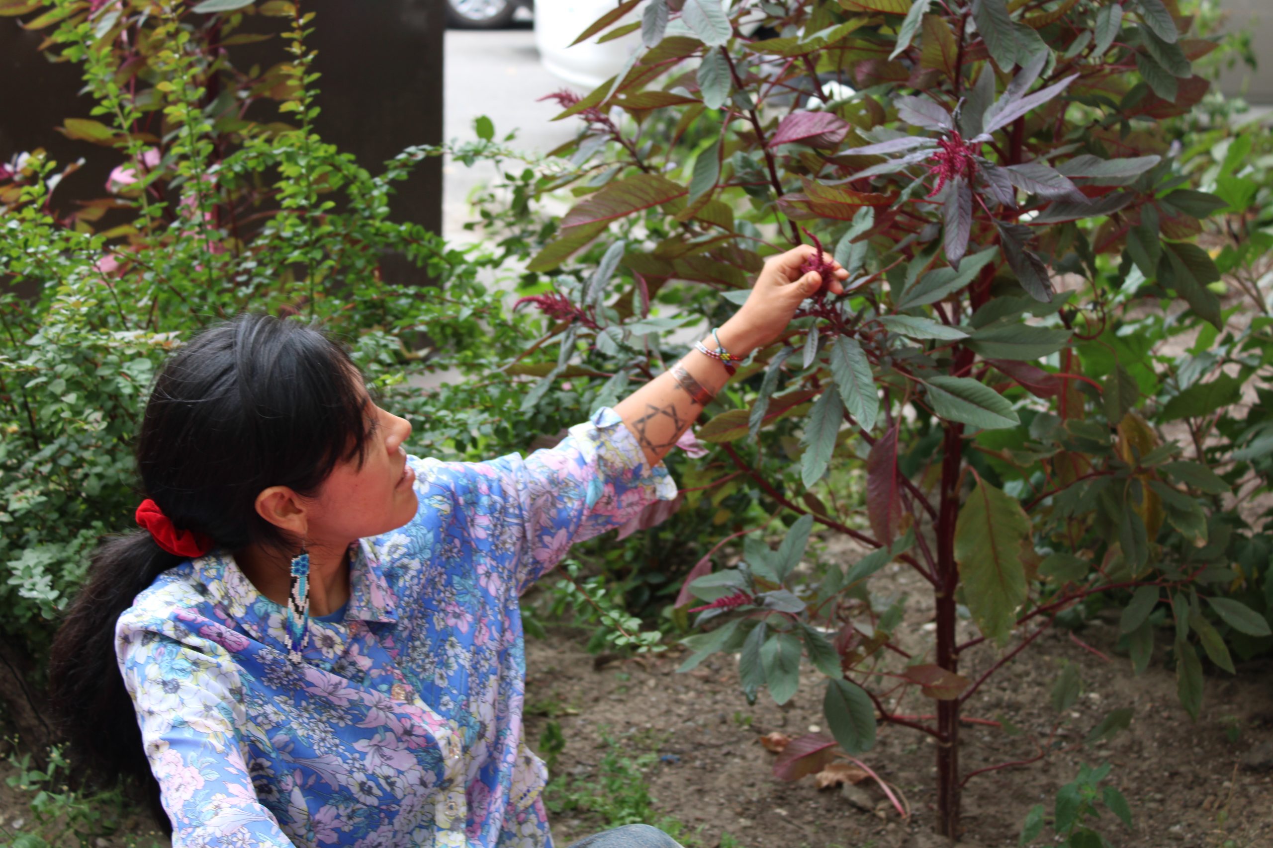 Woman examining plant.