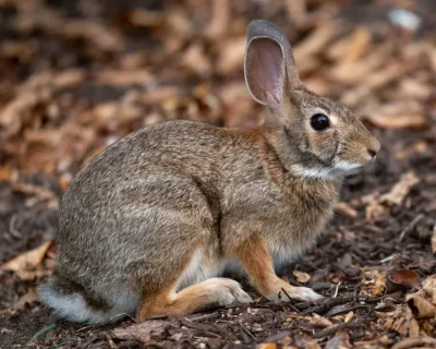 New England cottontail.