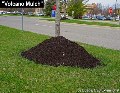 This image depicts a "volcano mulch", which can happen when too much mulch is used. The "volcano mulch" and its respective tree are located in an urban environment with a street and cars in the background. Image by Joe Boggs from Ohio State University Extension.
