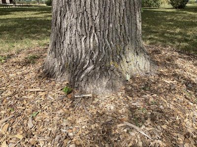 This image depicts the root flare (or the area at the base of a tree where the trunk widens and transitions into the primary structural roots) on a mature tree. Though hard to spot on young trees, keeping the root flare slightly above the soil line is critical to prevent long-term damage like bark rot, root suffocation, and choking girdling roots. Image by Sarah Browning (Nebraska Extension Educator).