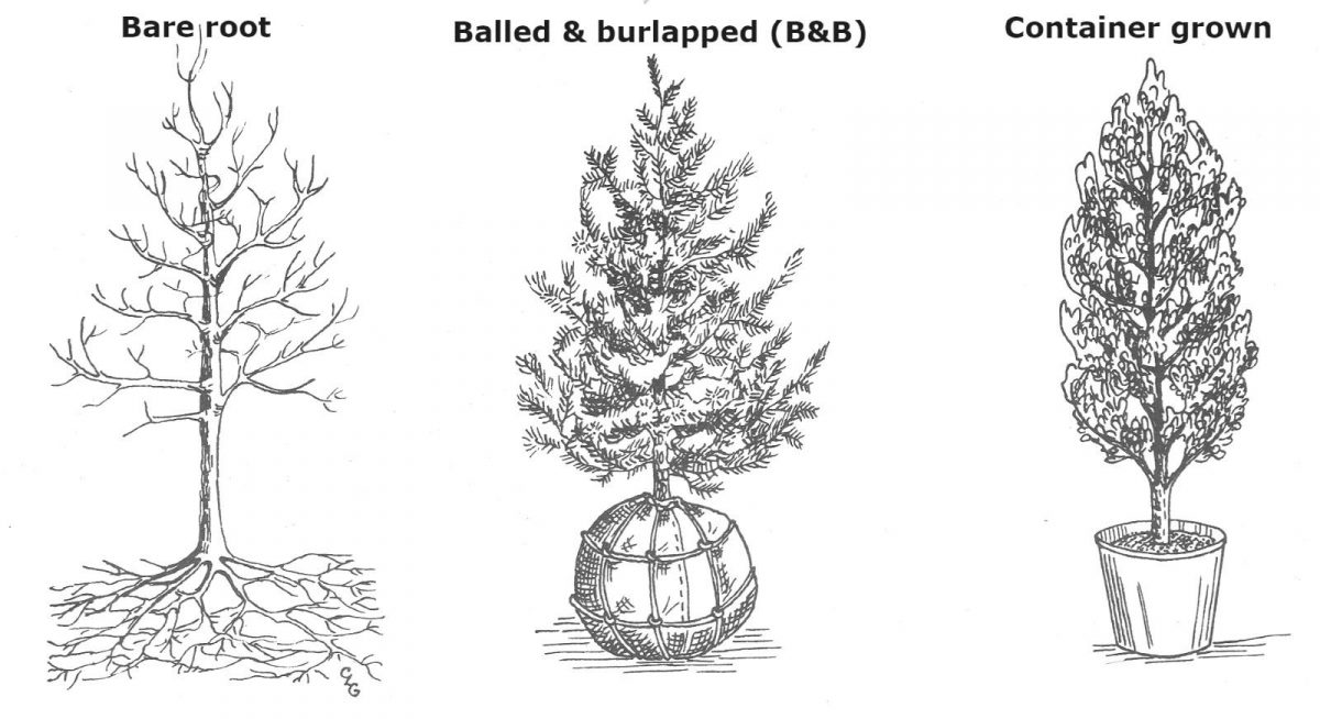 Image from University of Maryland Extension. Types of woody ornamental planting stock: bare root, balled-and-burlapped, container. Image from University of Maryland Extension.