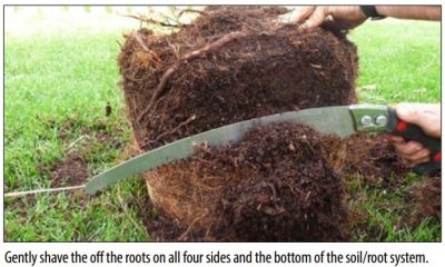 Image of shows the box cutting technique. A caption states: "Gently shave off the roots on all four sides and the bottom of the soil/root system." Image from Purdue Extension.