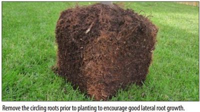 Image of the outcome from the box cutting technique. The caption states: "Remove the circling roots prior to planting to encourage good lateral growth." Image from Purdue Extension.